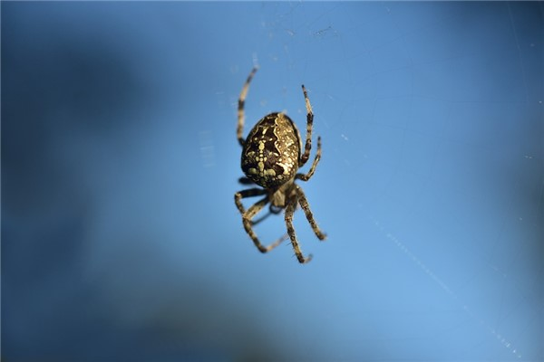 Spider